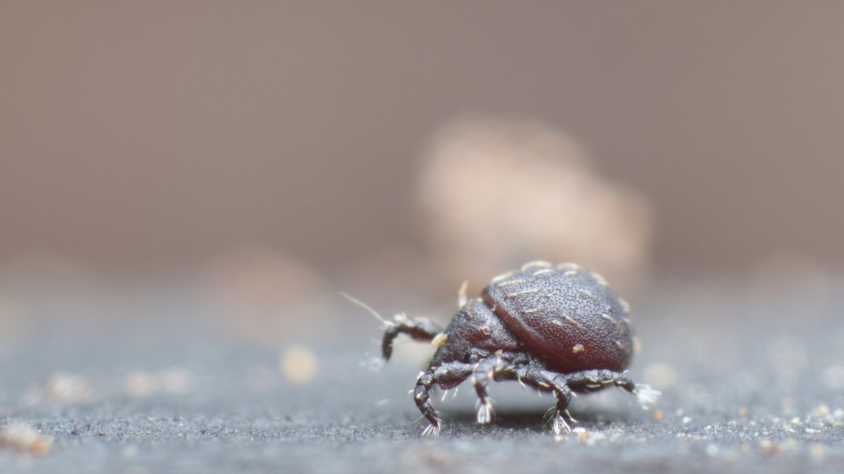 mesofauna's tweet photo. I found this common but lovely Hermannia species of oribatid mite in the local woods, just before bumping into @EntMikeAshworth, a fellow megafauna, on the hunt for winter Diptera. A very nice afternoon. #mite #mesofauna #oribatid #soil #soilanimal https://t.co/wZ0wMl3zZl https://t.co/yhiGdfZOtt