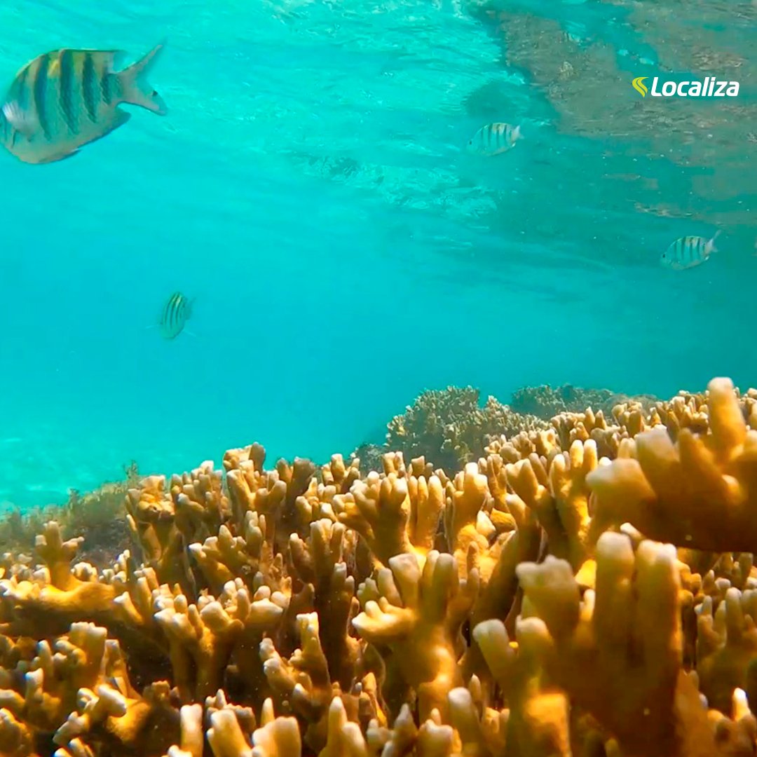 Localiza tweet media