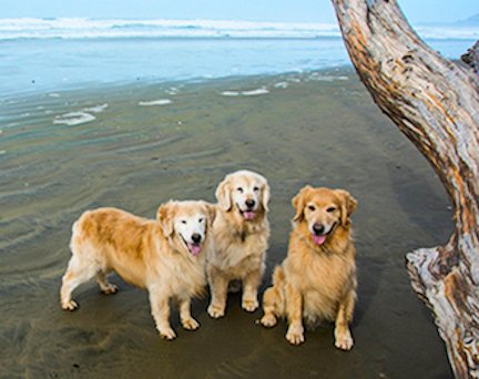 BurgConcerto's tweet photo. #ThrowbackThursday &amp; #InternationalGoldenRetrieverDay A couple of pics from when ah still was part of Mom's 3some. It was fun, especially on a wonderful leashfree beach near NoyoHarbour California where we wintered 1 year, but ah admit ah pawfer being #OnlyDog!!!!! https://t.co/yWwwaQKSwT