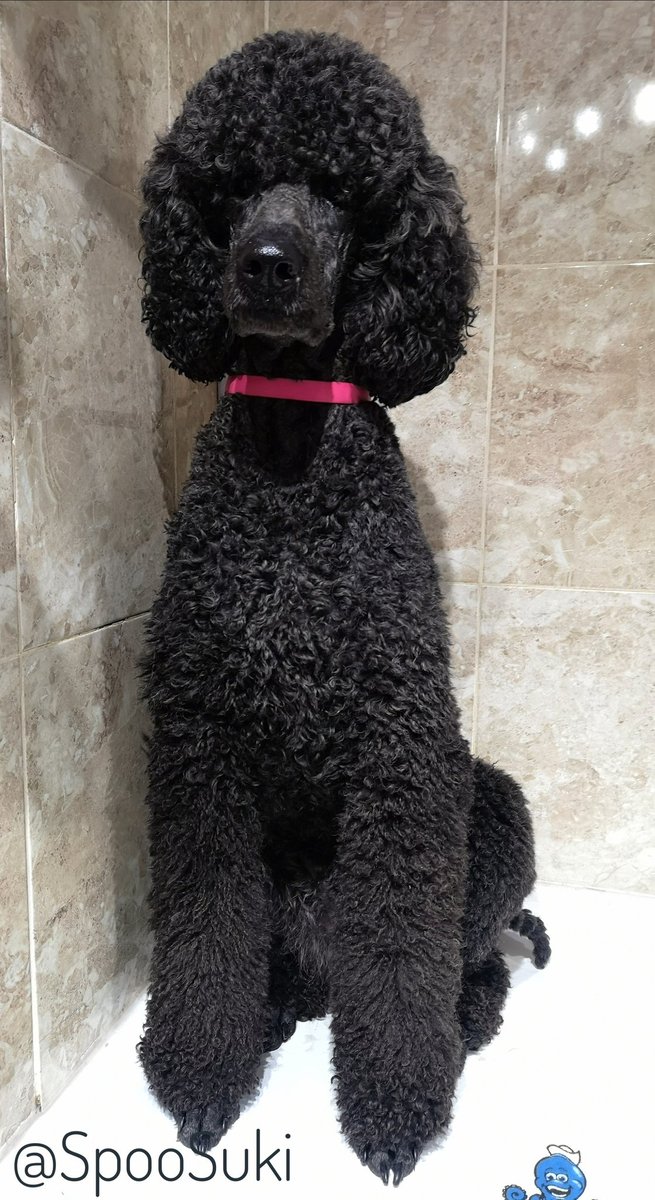 Good bye nice smell, I did enjoy you but they don't. No cuddles for me today 😥
#StandardPoodle #Poodle #DogsOfTwitter #SmellyDog