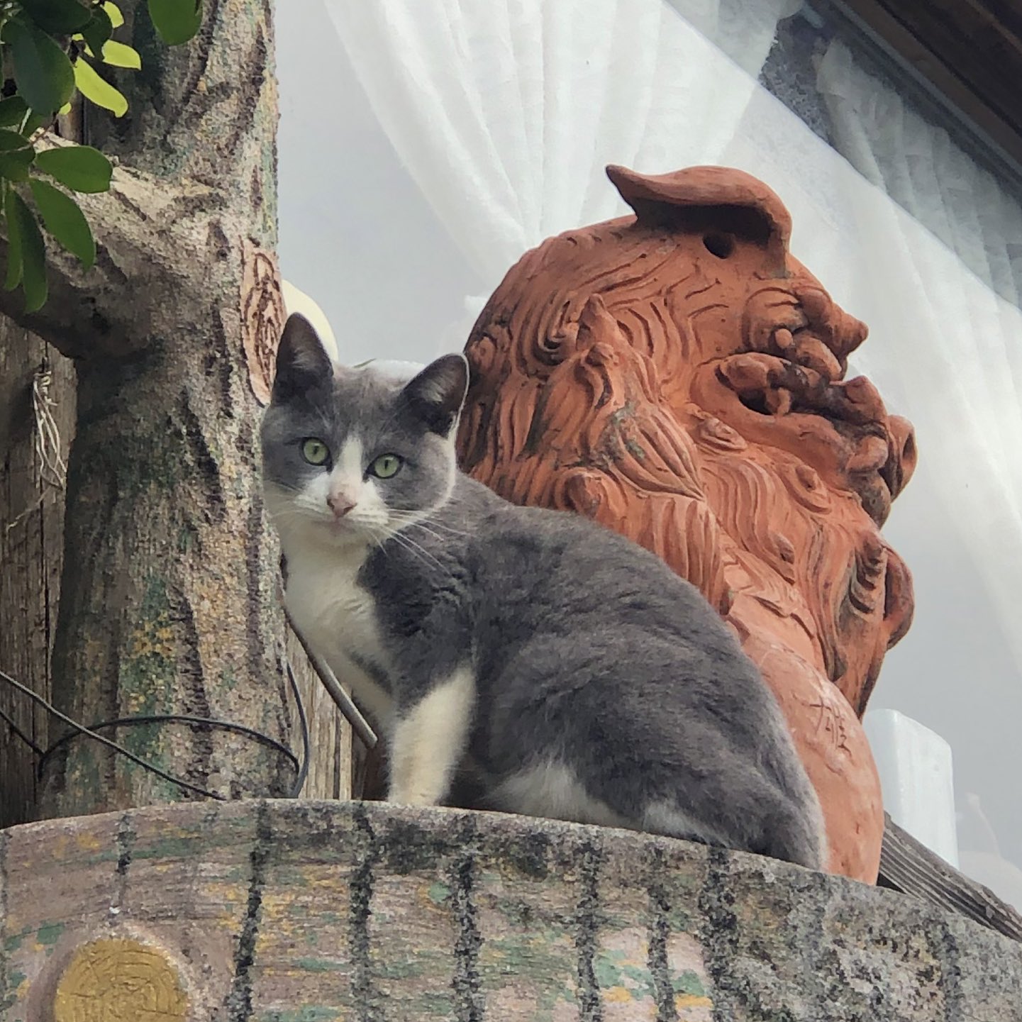 あこにゃん 黒目hunter おは金 E E E おはようございます٩ ۶kaldiの猫 の日バッグ今年はアプリの抽選だからアプリ取りたく無いけど取りました 当たりますように 可愛い金魚を見て良い週末をお過ごし下さいฅ ฅ にゃ おは金