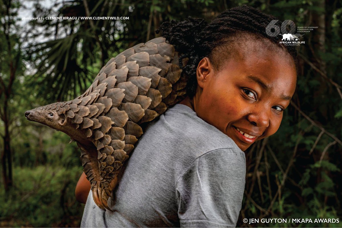 AWF_Official's tweet photo. Pangolins are the world's most trafficked mammal. If we don't act with conviction, they will face extinction. https://t.co/cOB6QgxcjE 

Photo by Jen Guyton / AWF Mkapa Awards https://t.co/3LybcxThvJ