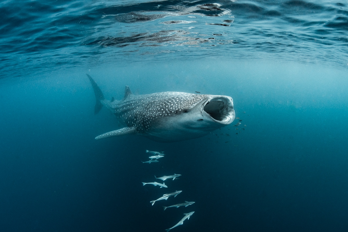 "Underwater photography takes a lot of patience, practice, and a lot of time in the water. I always get my best photos when the animals choose to interact with me," photo and words by 2021 Ocean Photographer of the Year Aimee Jan. 

<a href="/Oceano_mag/">Oceanographic</a> #oceanphotographyawards #ocean