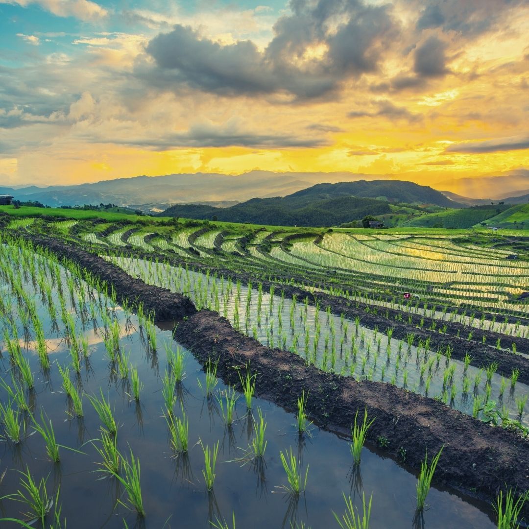 agrilyze tweet media