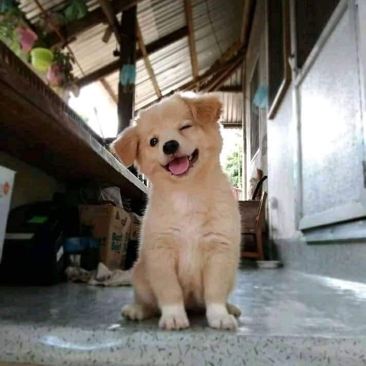 Te topaste con el perrito feliz, tendrás un mes de febrero lleno de abundancia y cosas bonitas. Decretado ✨