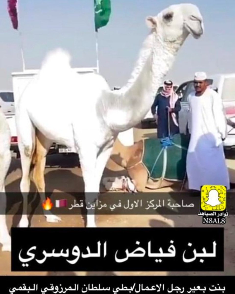 9000Sultan's tweet photo. ألف مبروك لابن فياض فوز خزامة بالمركز الاول بمزاين قطر ، من انتاجنا و على بعيرنا الهدب https://t.co/aBbLgKL3LV