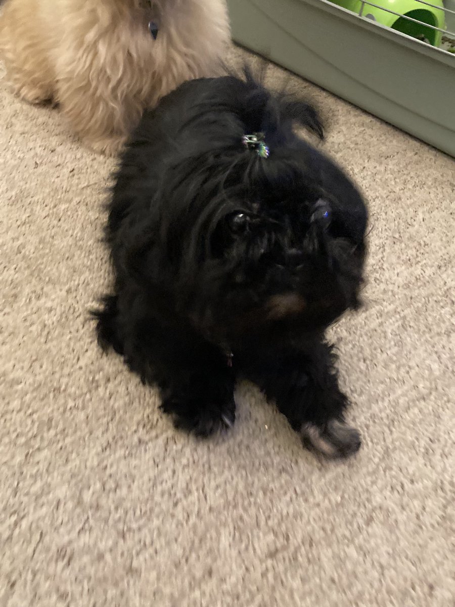 Tilly95156835's tweet photo. Not as in need of a haircut as Sister Rosie!!! https://t.co/GfV5L9OjNO