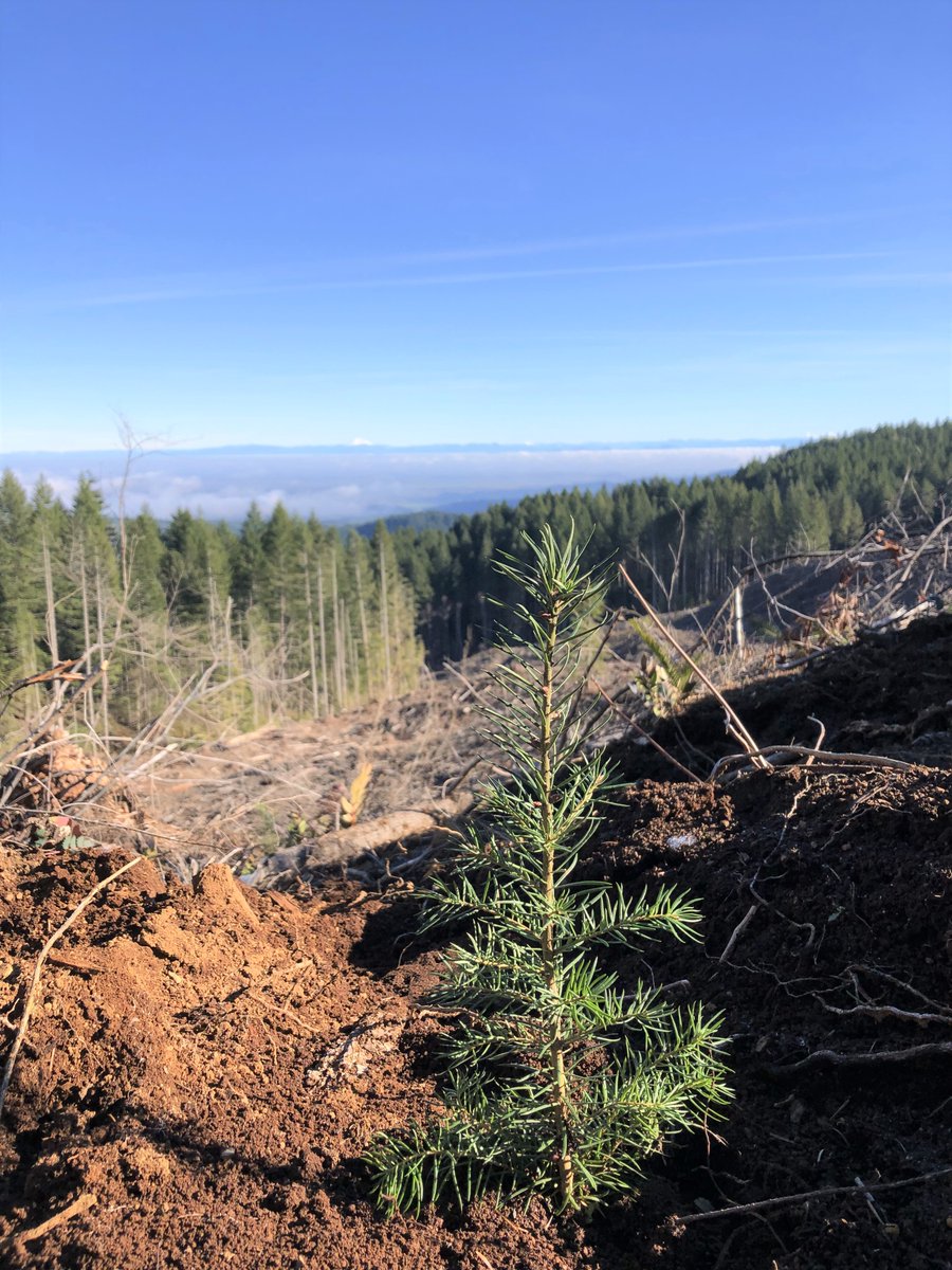 Our planting crew has been hard at work getting more than 450,000 seedlings into the ground this winter. Planting in the cold season allows the roots to get a head start underground.
#corvallisoregon #logging #sustainability #HealthyForests #forestry