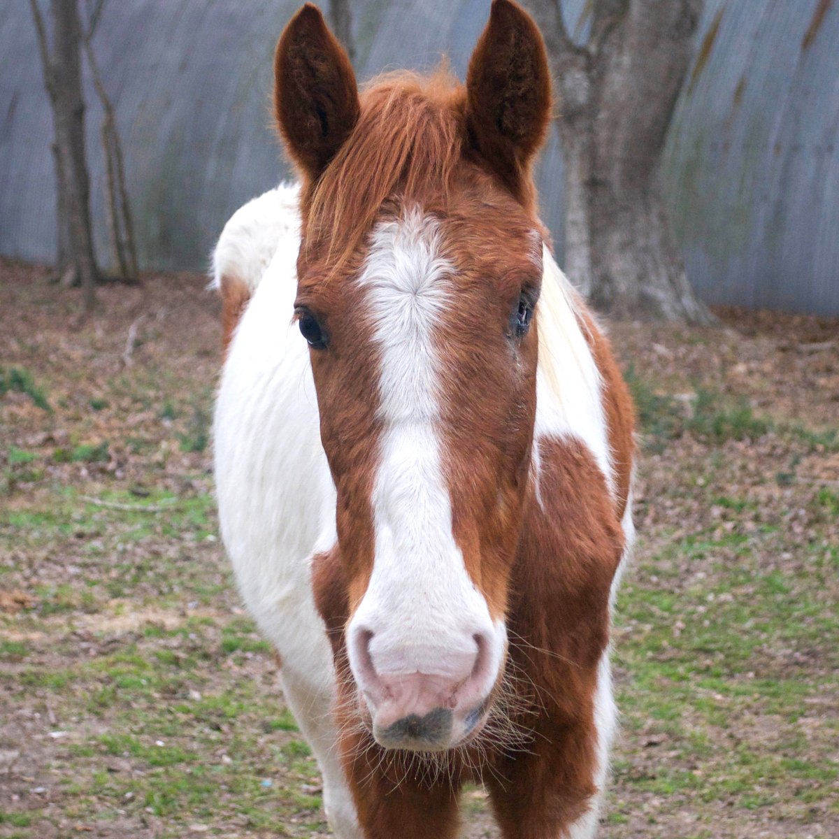 Valentine's Day is just around the corner—and our newest rescue, Joe, could really use some extra love from a friend like you. Dedicate your love to Joe and the rest of our herd at Miracle Ranch today! bit.ly/SendLoveTW1