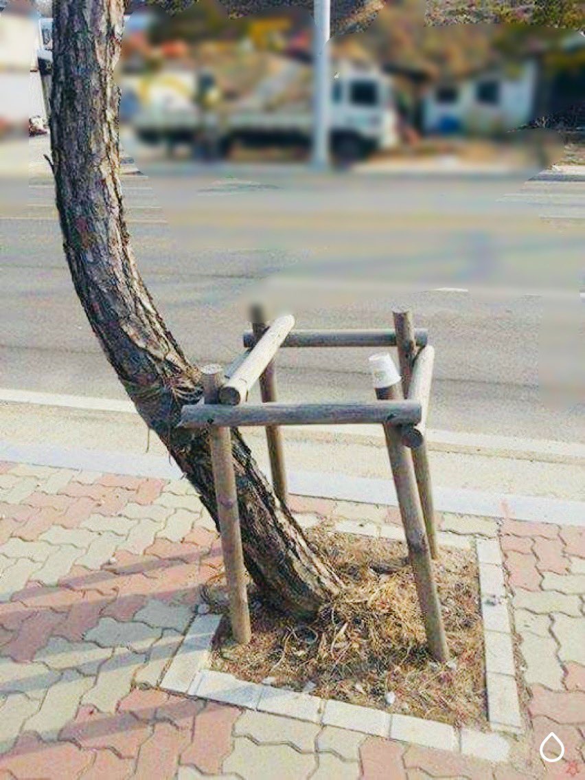 respectonsnouss's tweet photo. Je me sens proche de cet arbre , et vous ? https://t.co/KgyDMDuBAg