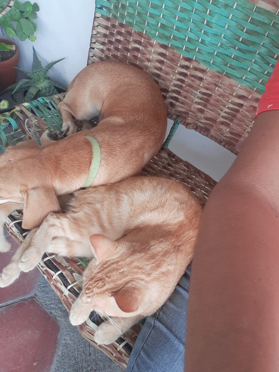 Betza Morffe tweet media