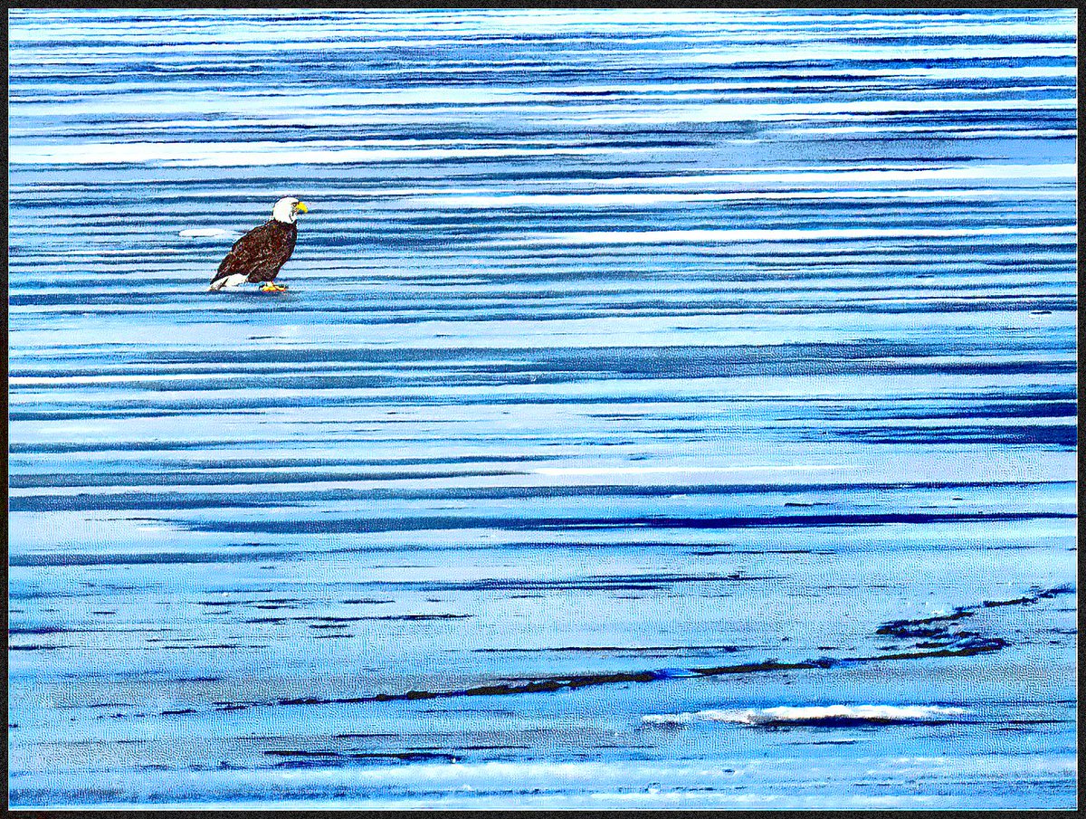 bilbowden's tweet image. With all the rain we've had lately, this Susquehanna River ice might not survive for long. This bald eagle had plenty of ice to rest upon Wednesday south of  Wrightsville. After this warmup, temps will dive into the teens again Friday night. @yorkcountypa #Eagles