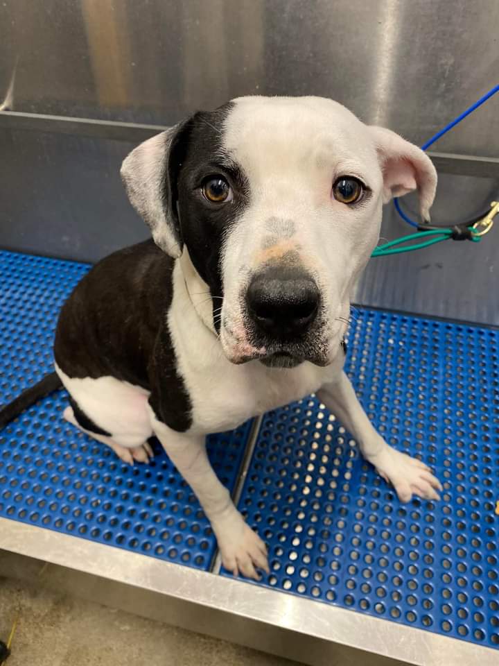 KarenSConniff's tweet photo. #SuzySnowflake #CLE #OH #ADOPT #FOSTER Hi! My name is Suzy Snowflake! I am an approximately 3 year old female and I weigh 41 lbs. The volunteers say I am a super sweet, shy gal. I'm slowly warming up and just a real sweetheart! Please visit https://t.co/ZAE4iWeR14 https://t.co/d5Cd8mKISA