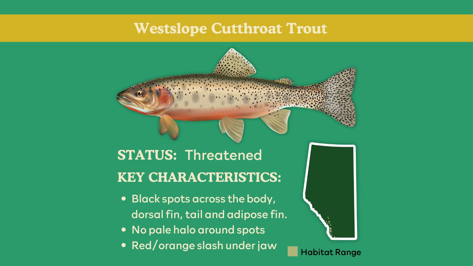 CPAWS Southern Alberta on X: Meet #ABnativetrout: Athabasca