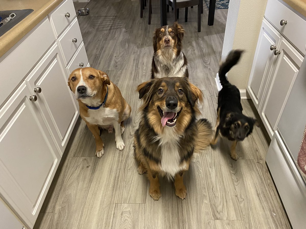 Two years ago today this little guy followed <a href="/ChrisDemczuk/">Chris Demczuk</a> into Stockton Arena, and I got a foster dog for two months ❤️