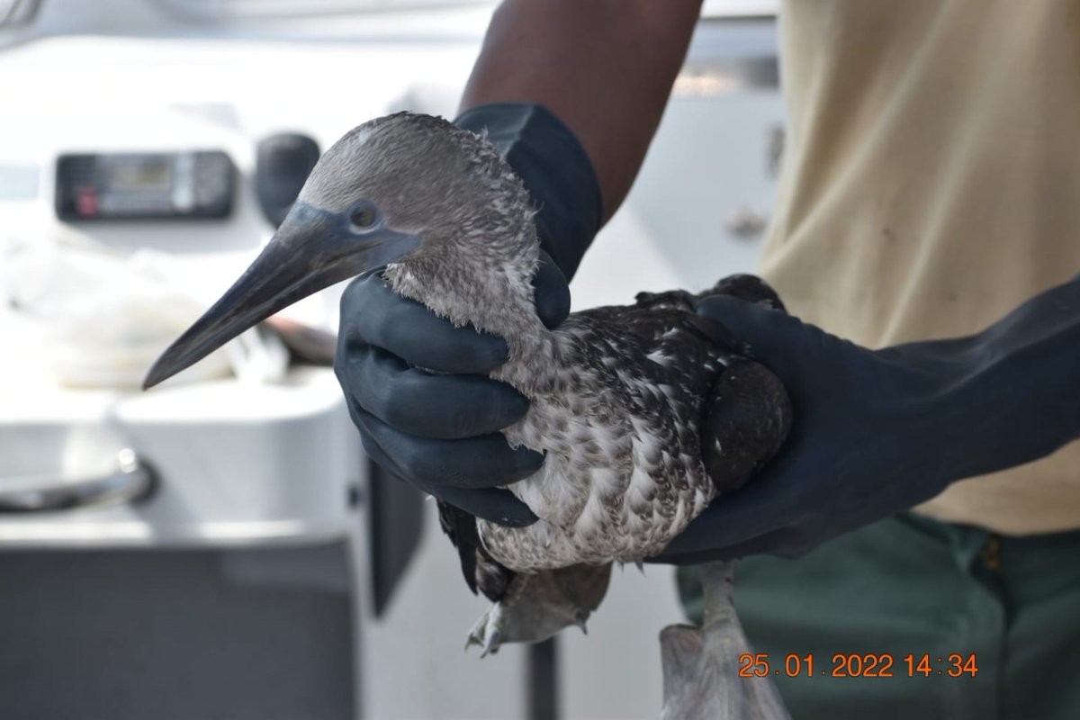 jfowks's tweet photo. .@SERNANP calcula que unas 180 mil aves -guanay, piqueros y pingüinos- están en peligro por #derramedepetróleo de @Repsol en la Reserva Nacional Sistema de Islas, Islotes y Puntas Guaneras. Son   136,063 guanay, 43,126 piqueros y 207 pingüinos de Humboldt. Fotos @SERNANP https://t.co/emwD28Gjwy