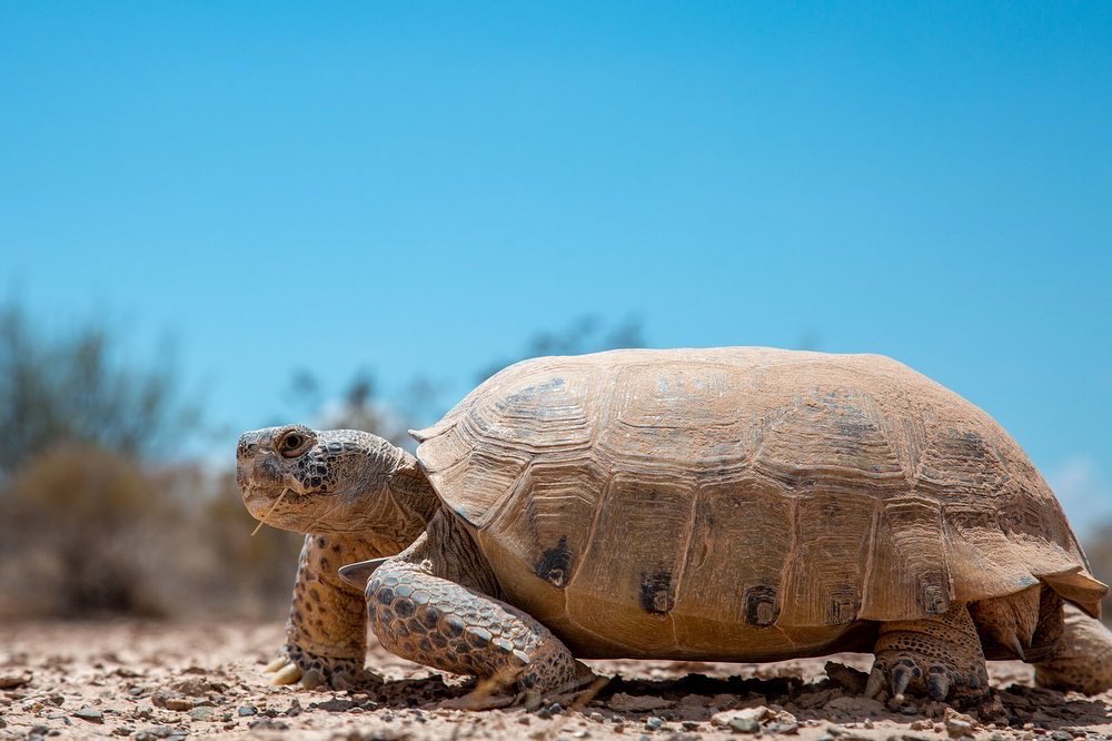 turtletweets's tweet image. Turtles have been roaming the planet for 230 million years, &amp;amp; they’ve fought hard for their place here! That’s why we protect land for turtles &amp;amp; tortoises to continue living as they have for so long. Save turtles, save the planet 🐢🌏