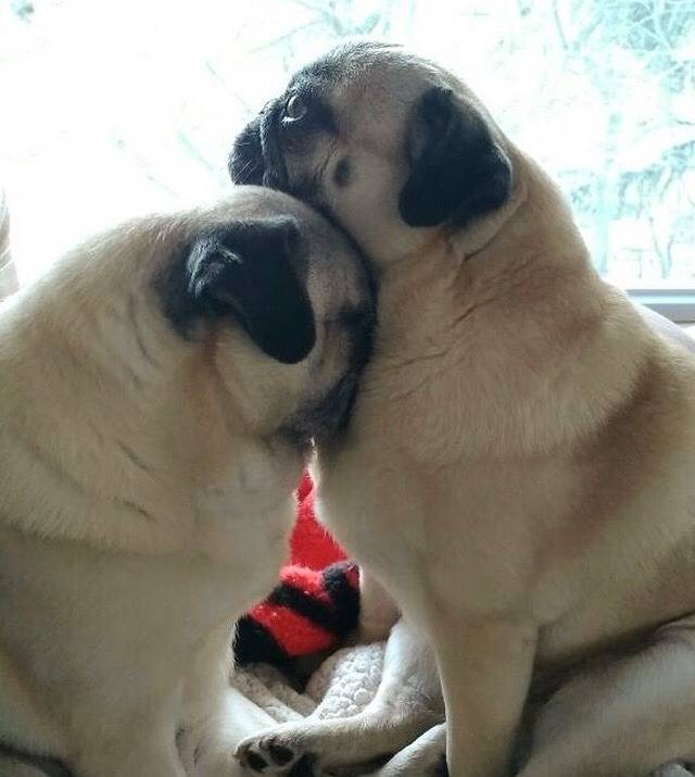 a little shoulder to cry on

#love #pug #dog #chugdog