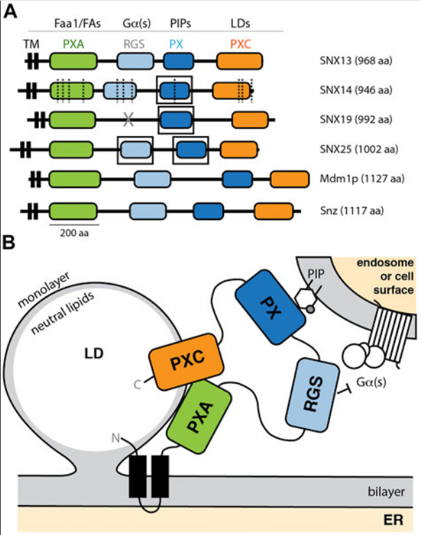 Henne_Lab (@hennelab) on Twitter photo Congrats to <a href="/brettcollins100/">Brett Collins</a> & <a href="/_blessypaul/">Blessy Paul</a>! Paper suggests novel lipid binding module in SNX-RGS proteins via PXA-PXC domain interactions at interorganelle contacts.
Great example of Alphafold solving riddles we've struggled to experimentally resolve.
doi.org/10.3389/fcell.… Congrats to <a href="/brettcollins100/">Brett Collins</a> & <a href="/_blessypaul/">Blessy Paul</a>! Paper suggests novel lipid binding module in SNX-RGS proteins via PXA-PXC domain interactions at interorganelle contacts.
Great example of Alphafold solving riddles we've struggled to experimentally resolve.
doi.org/10.3389/fcell.…