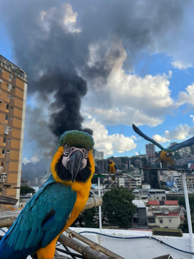 This is Fine 🦜

Ejercicio para salir del bloqueo maldito ✍🏼