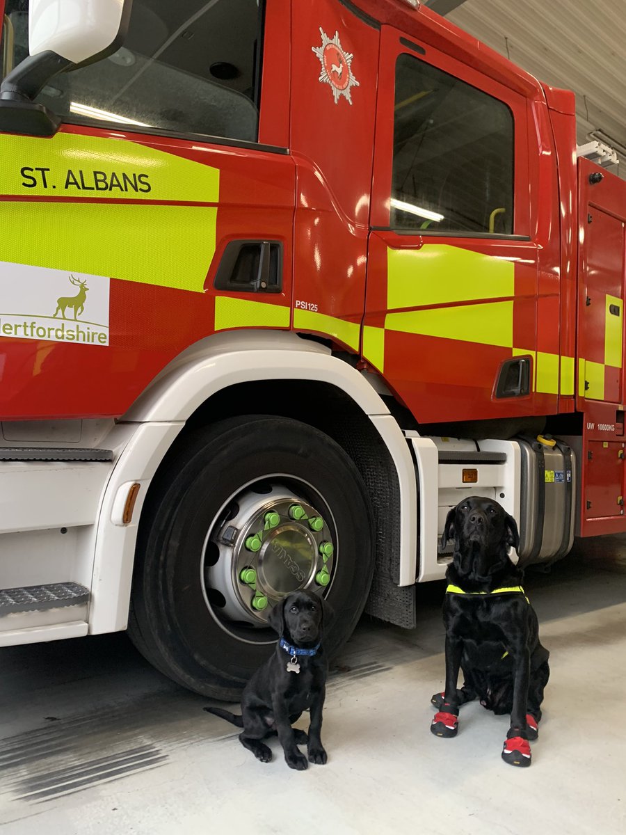 Fire Investigation Dog Loki tweet media