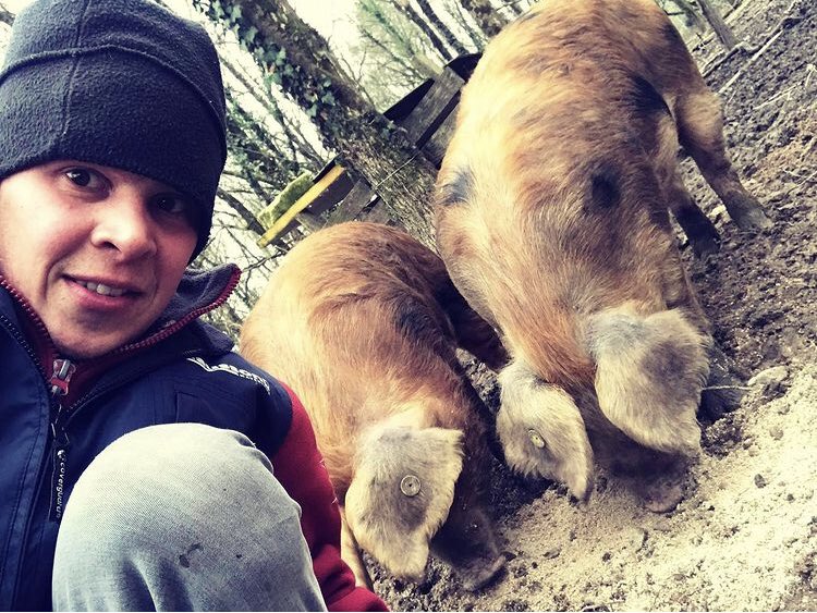 PoulesetVignes's tweet photo. Ça sent les cochonnes de février , elles ont l’air d’être à points …  croisée Piétrain , Duroc , Oxford, et Sandy Black https://t.co/p65PsNgx9i