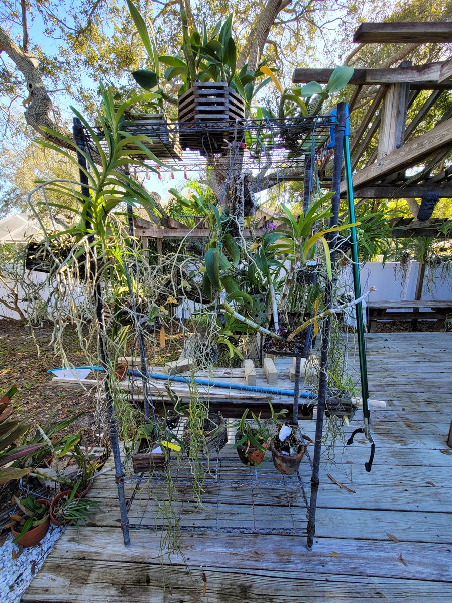 ConnieYurkus's tweet image. There&apos;s a &quot;to do&quot; pile. A stand with no wheels that needs moving. And to add to tomorrow&apos;s fun, plastic sheeting goes up. If anyone see&apos;s my mind wandering lost, send it home please. 😝😂 #OrchidExerciseProgram #orchids #Vanda #LostMyMind