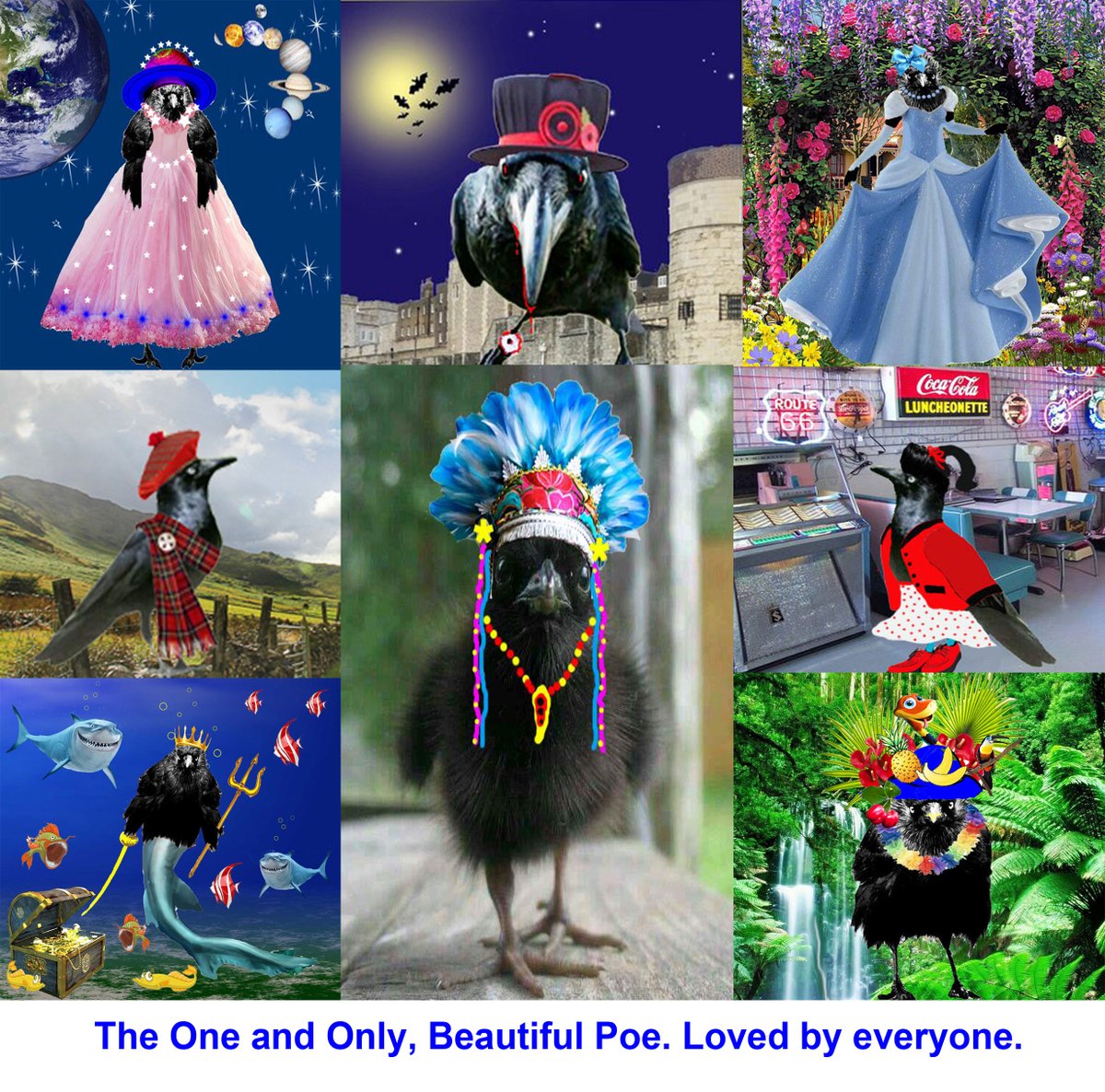 Here's a little group of pictures of (Sandra's Poe), I'm sending a copy through the post for her. Fab pictures.