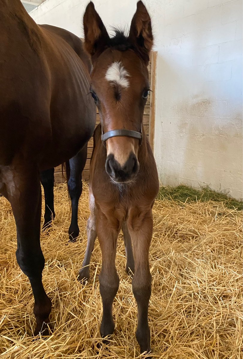 GISW Seeking the Soul's first foal is a filly out of Making Havoc (Gotcha Gold) and she’s a jewel. We stopped by @OcalaStud to see her. thoroughbreddailynews.com/gisw-seeking-t…