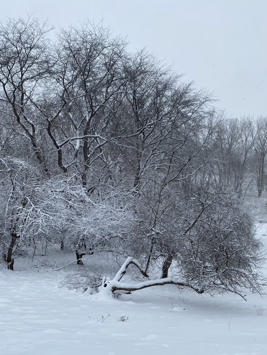 Hope everyone is enjoying this beautiful snowy day. Get out and play! @francis_scruci <a href="/JKoehlerBGCS/">Jeremy Koehler</a>