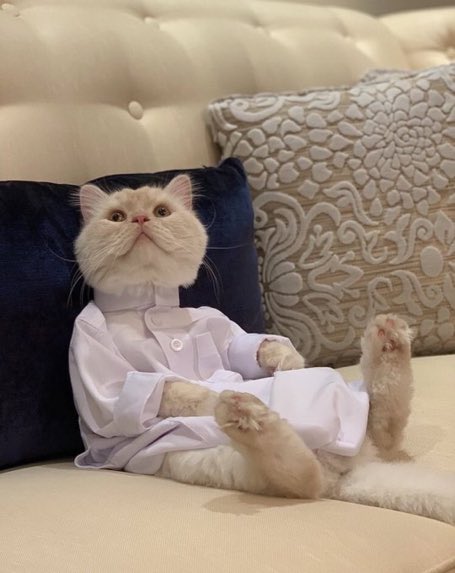 Jvous présente mon chakhy