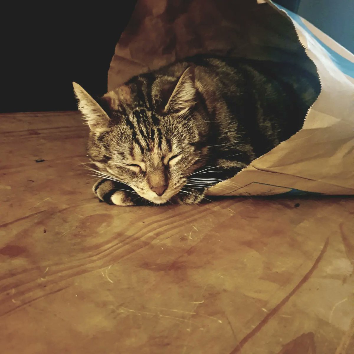 Austin loves a Primarni bag 💚💚💚💚💚🐈
#primark #primarni #CatsOfTwitter #Austin