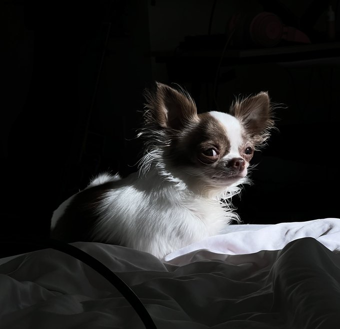 1 pic. My majestic baby https://t.co/psaDyAWqAq