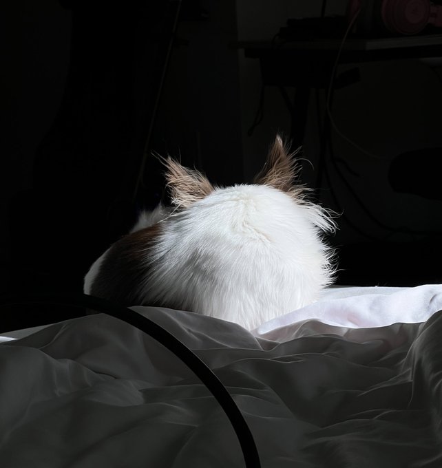 2 pic. My majestic baby https://t.co/psaDyAWqAq