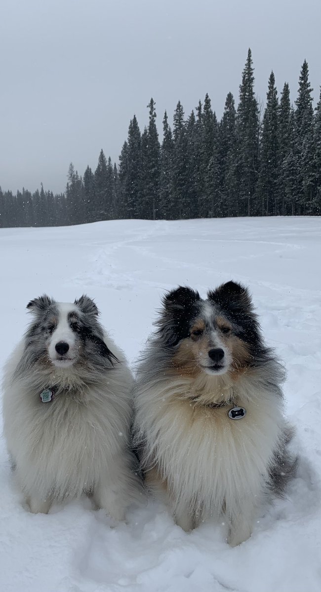 Skalia1316's tweet image. It was a mutual agreement. They get their walk, and I get one picture. Good deal!