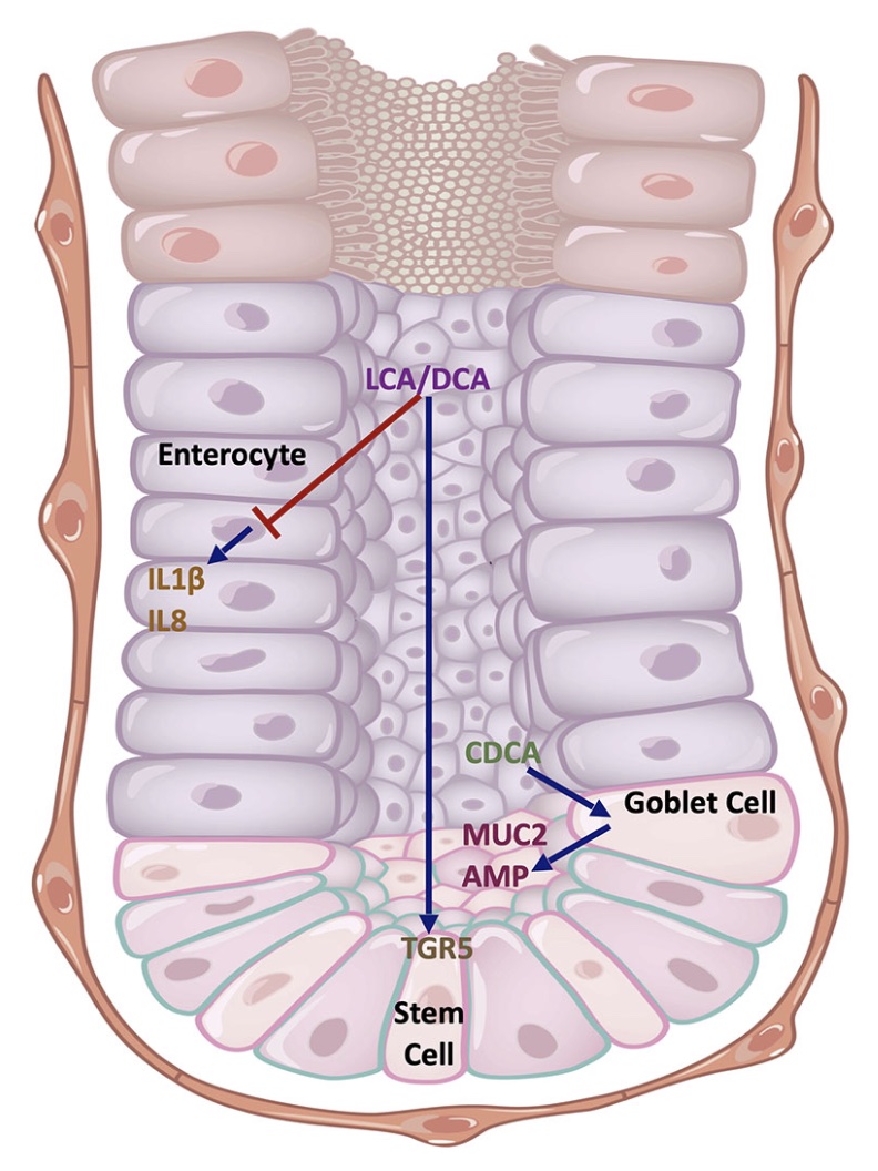 KorcsmarosLab (@korcsmaroslab) on Twitter photo New review alert ⭐️ Led by John Thomas, we just published <a href="/FrontImmunol/">Frontiers - Immunology</a> a summary on how #BileAcids interact with epithelial & immune cells, how they are changing in #IBD, and how they may regulate #autophagy #inflammation and #guthealth 👉 frontiersin.org/article/10.338… New review alert ⭐️ Led by John Thomas, we just published <a href="/FrontImmunol/">Frontiers - Immunology</a> a summary on how #BileAcids interact with epithelial & immune cells, how they are changing in #IBD, and how they may regulate #autophagy #inflammation and #guthealth 👉 frontiersin.org/article/10.338…