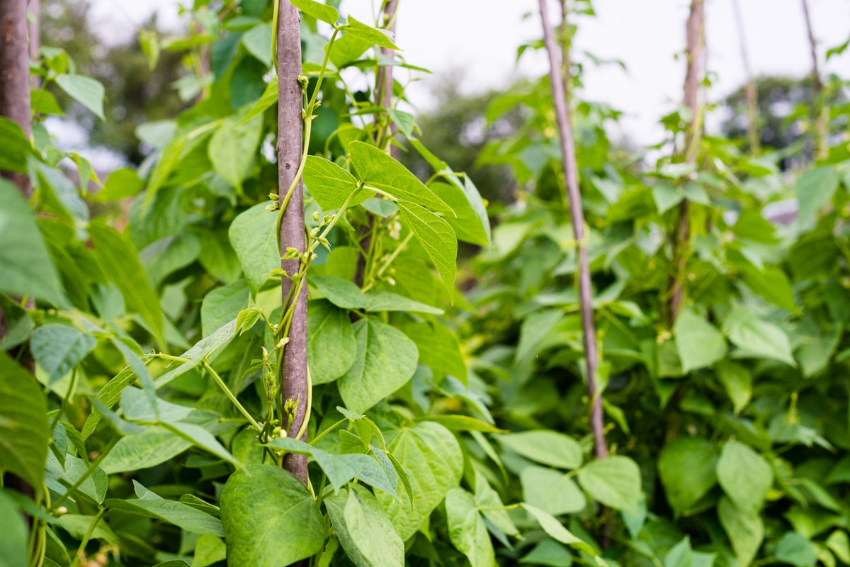 ISAAASciSpeaks's tweet photo. Field trials in Brazil show transgenic common bean lines have multiple resistance to bean common mosaic virus, bean golden mosaic virus, and cowpea mild mottle virus. Read details in #CropBiotechUpdate: https://t.co/YxoqQuwMQj #BCMV #BGMV #CMMV https://t.co/mCBKSAzKyO