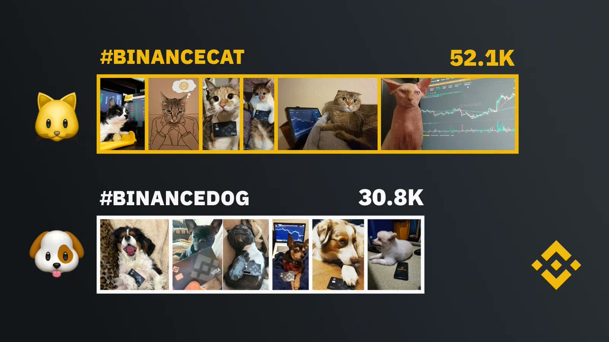 L3xis Yeah on X: It is clear who wins right? #BinanceCat #catecoin =  #BinanceCat all clear! #BSC #Binance #catearmy @catecoin @binance / X