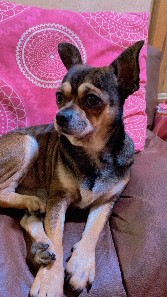 SoyHarryRed's tweet photo. Muy atento y un poco triste viendo nuevamente a @analago95 😔🐶 le mando besitos con mucho cariño💗

SIEMPRE CONTIGO ANA https://t.co/bCLpkFmWxg