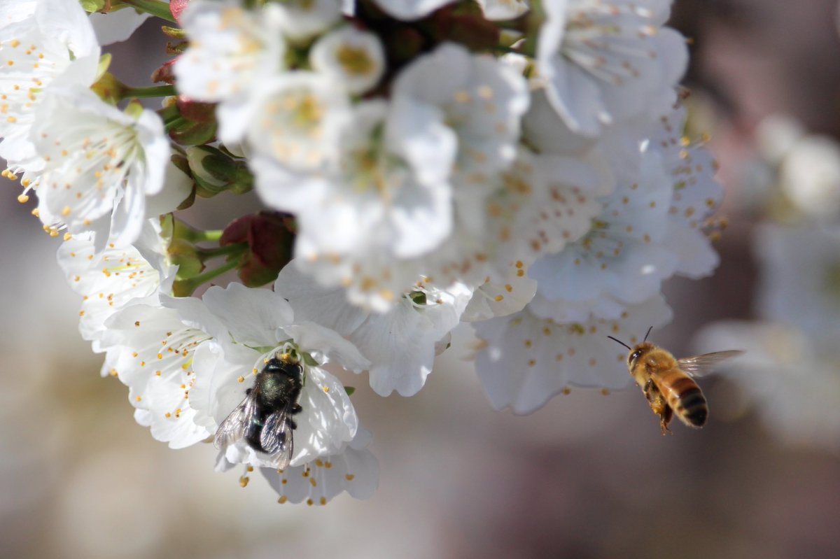 I’m honored to share that today we made one of the most important announcements in <a href="/Beeflow/">Beeflow</a> history. 

After many years of R&amp;D, we’re taking our first (of many to come) step toward building a multi-species pollination platform for farmers. 

prnewswire.com/news-releases/…