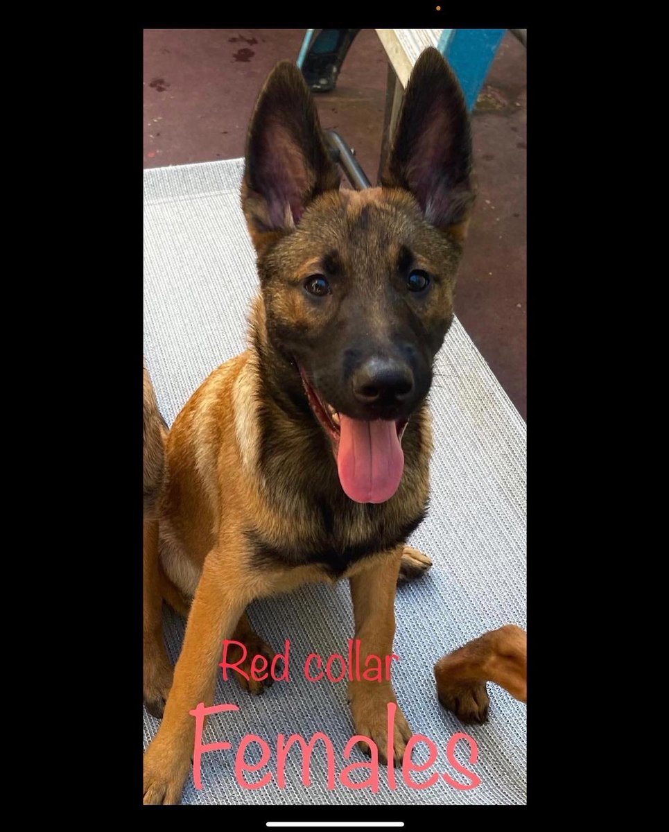 dna_1026's tweet photo. I have two females Belgian malinois puppies for sale. Pure bred, dewormed, microchipped, vaccinated and have their health certificate. PLEASE RETWEET!! https://t.co/6i7vU0IdNe