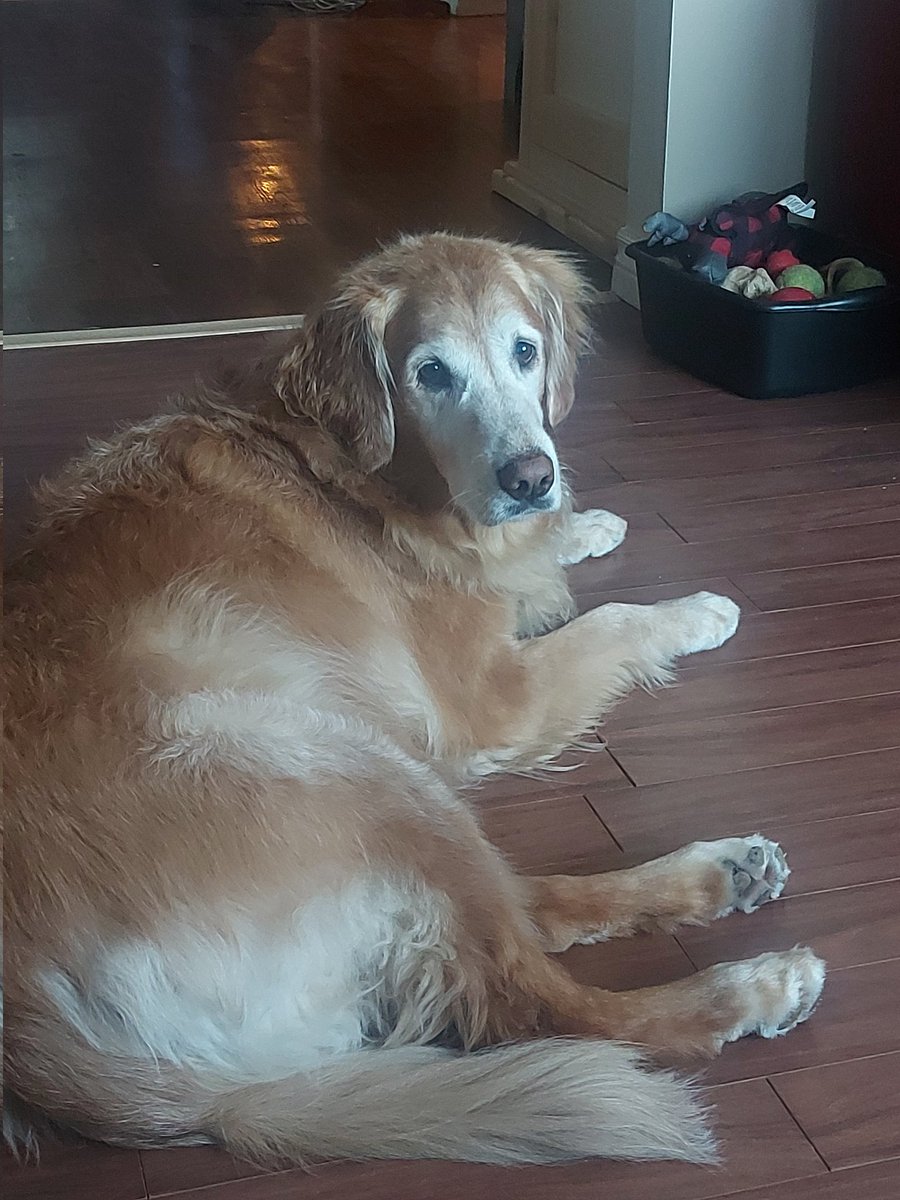 Helene HacheyHolland (@helenehholland) on Twitter photo My 2furkids on #nationalgoldenretrieverday left Bayley and her lil hubro, right Mr. Gus <a href="/Andrew__Holland/">Andrew Holland 🇨🇦</a> My 2furkids on #nationalgoldenretrieverday left Bayley and her lil hubro, right Mr. Gus <a href="/Andrew__Holland/">Andrew Holland 🇨🇦</a>
