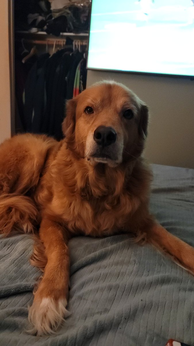 RT @BurnItWithFire8: Today is #NationalGoldenRetrieverDay. In honor of this, here is my Golden, Thor. https://t.co/JS1tdOefub