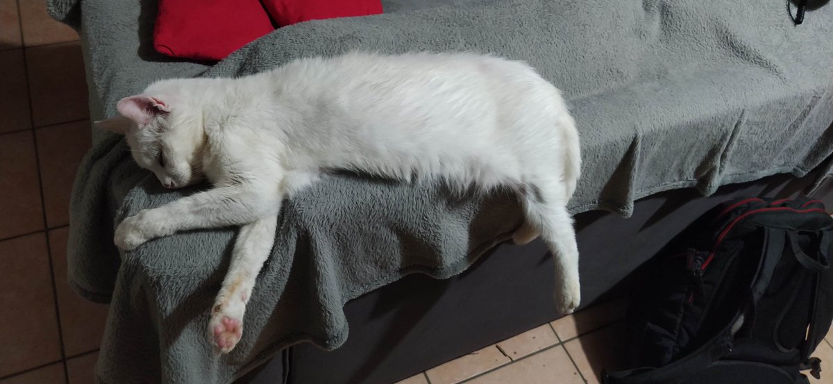 「Shaχarin」📛🏆 tweet media