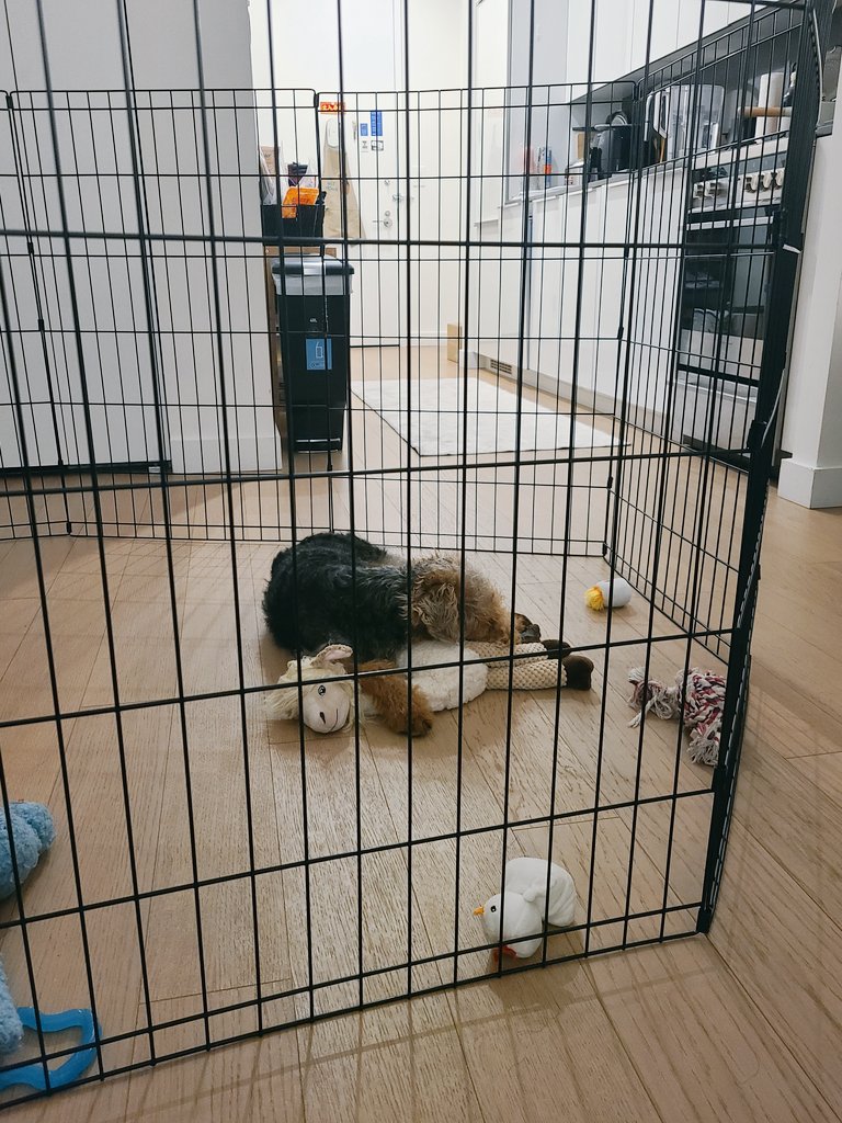 おはようございます。

今日は１日中こいつに癒されてます。