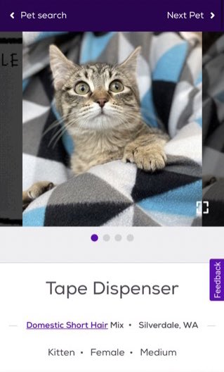 petfindernames's tweet photo. https://t.co/pCaZxb6QBQ