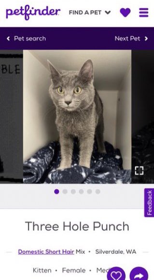 petfindernames's tweet photo. https://t.co/pCaZxb6QBQ