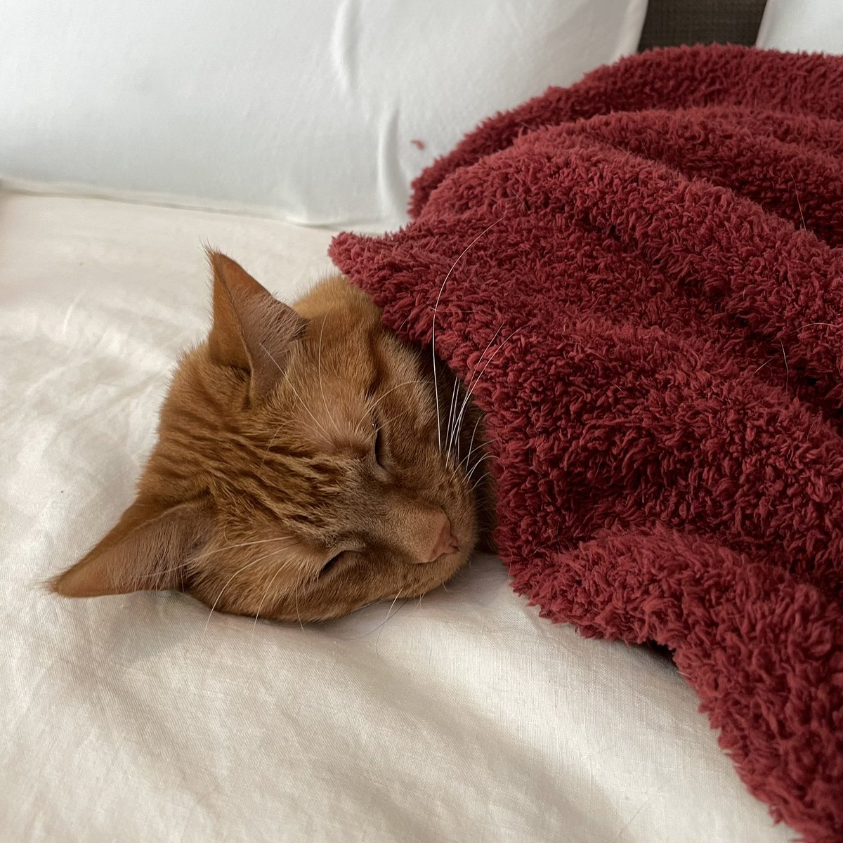 declan under the blanket