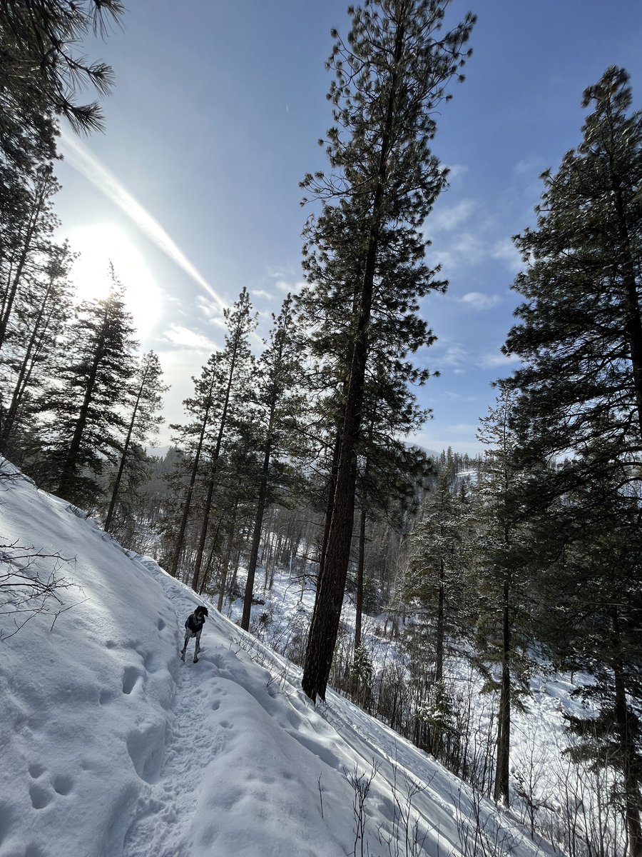 Alannimals's tweet image. When the dog tells you to turn around, you turn around #bearcountry #dogswhohike