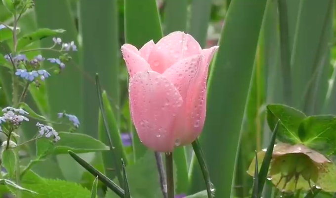 🌷🌷❣️Flower 🌷🌷#nadeeavolianova #badbarbie https://t.co/nCvuEu26YP<a href="/tag/nadeeavolianova"class="tags">#nadeeavolianova</a><a href="/tag/badbarbie"class="tags">#badbarbie</a>